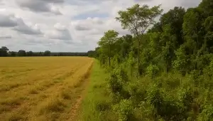 Área rural consolidada