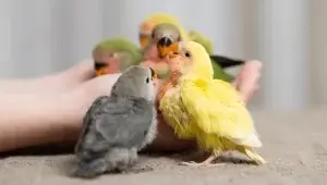 É possível regularizar a posse de um Animal Silvestre