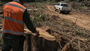Agente de fiscalização de costas mede com trena o toco de árvore derrubada, prova que sustenta o auto de infração ambiental.