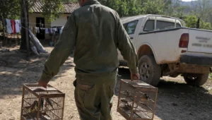 Agente de fiscalização de costas carrega gaiolas com aves apreendidas em quintal rural, cena ligada ao perdão judicial do artigo 29.