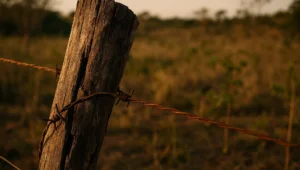 Cerca rural velha e apodrecida em primeiro plano com capoeira tomando antiga área desmatada ao fundo, símbolo do dano ambiental que não prescreve