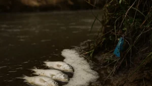 Peixes mortos presos em espuma na margem de um corrego apos lancamento de efluente, cena do crime do art. 33 da Lei 9.605