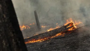 Frente de fogo avançando sobre floresta amazônica derrubada, com fumaça densa ao fundo, cena da infração ambiental de 179 hectares